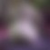 big_buck_bunny_08836