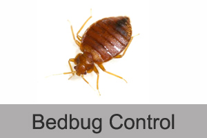 Bedbug Control