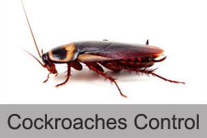 Cockroaches