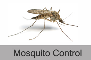 Mosquito Control