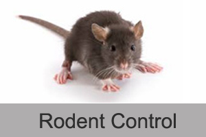 Rodent Control