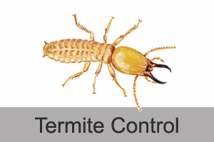 Termite