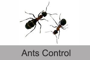 ants