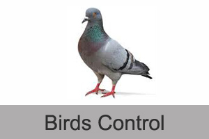 birds