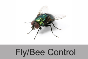 fly-bee